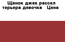 Щенок джек рассел терьера девочка › Цена ­ 20 000 - Свердловская обл. Животные и растения » Собаки   